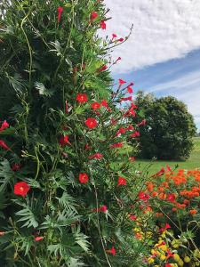 Climbers, Red Multifida Packet