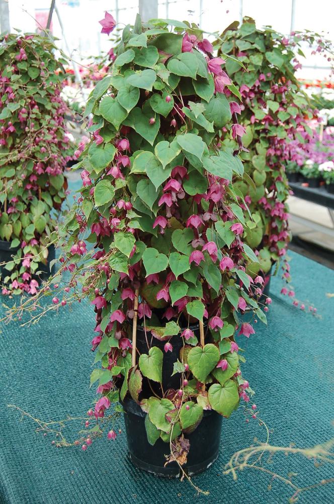 Climbers, Rhodos Packet