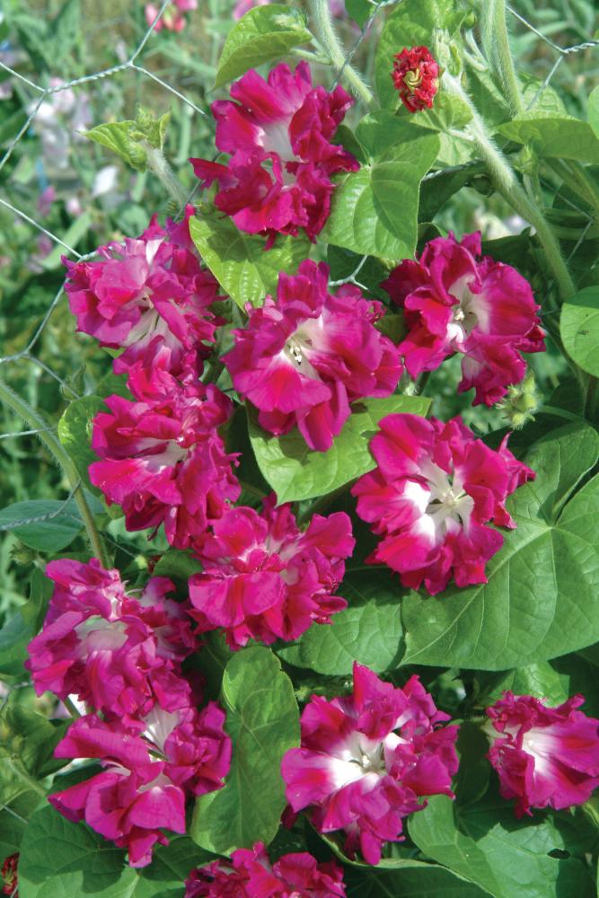 Climbers, Sunrise Serenade Packet