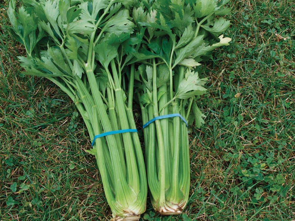 Celery, Utah 52-70R Packet