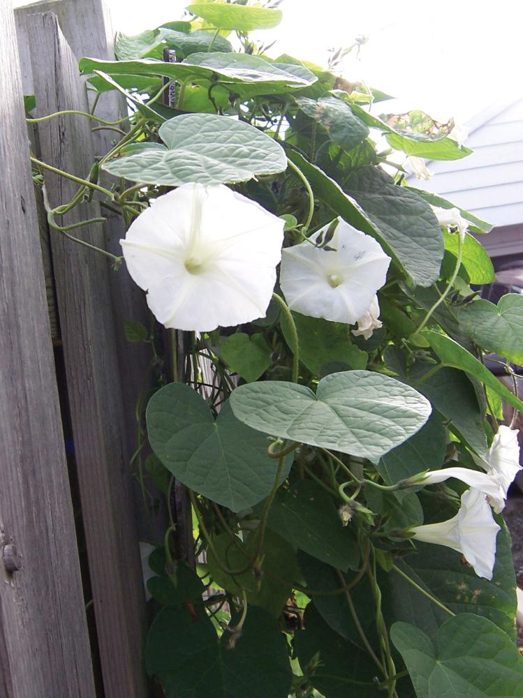 Climbers, White Moonflower Packet