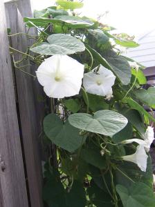 Climbers, White Moonflower Packet