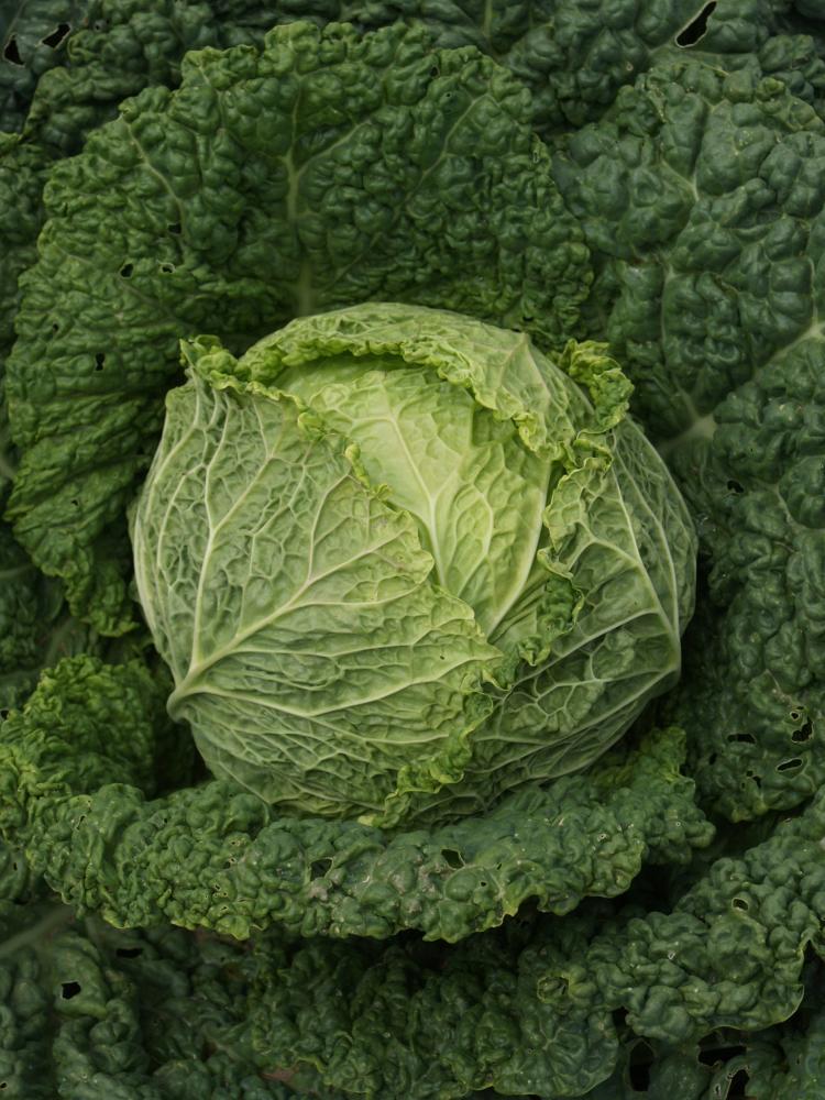 Cabbage, Alcosa Hybrid Packet
