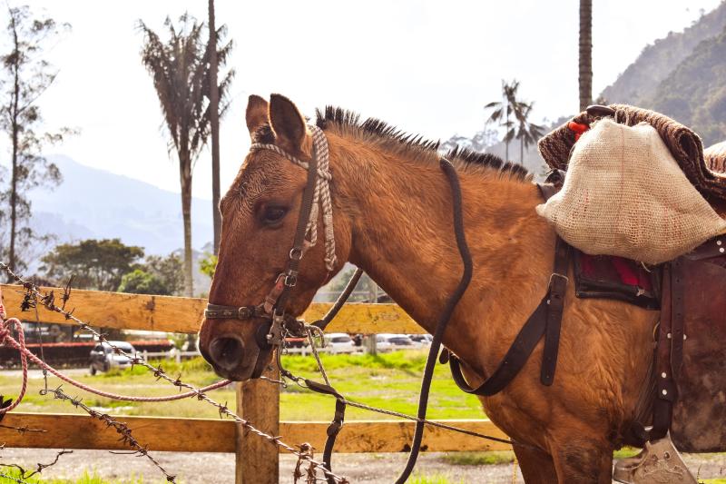 Criollo Horse