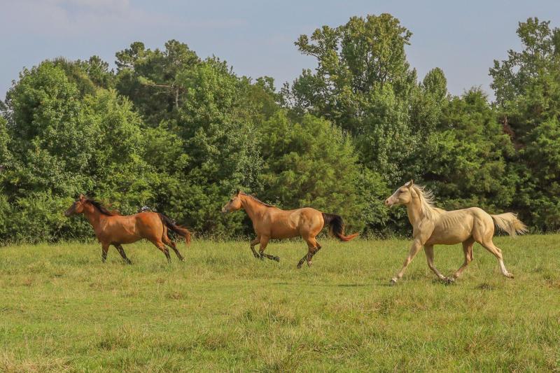 Riding, Equestrian Training & Disciplines