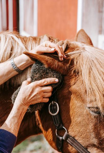 Horse Health & Care