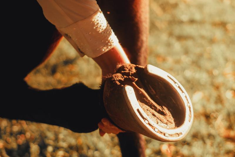 Farrier & Hoof Care