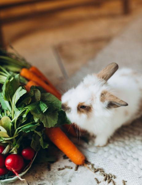 Animal Feed & Nutrition