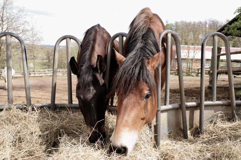 Horse Feed & Nutrition