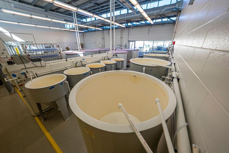 IBC Totes & Large Tanks