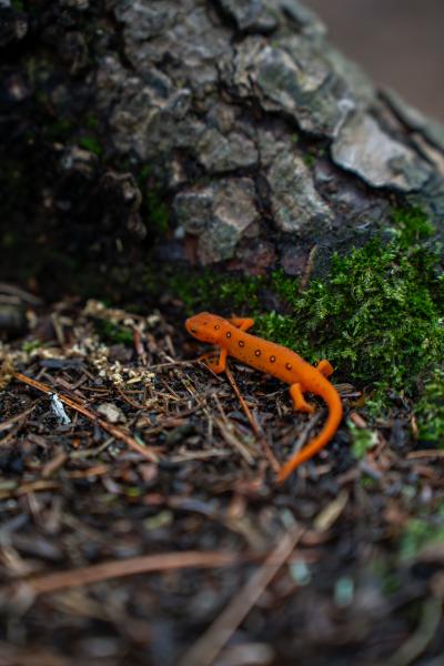 Amphibians