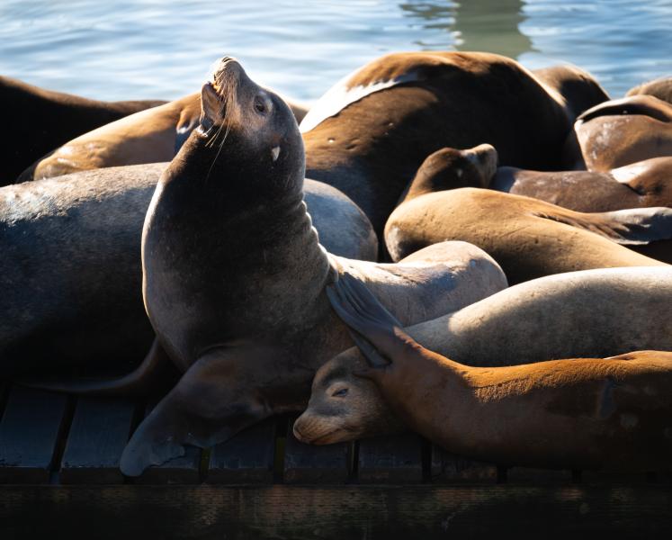 Aquatic Mammals