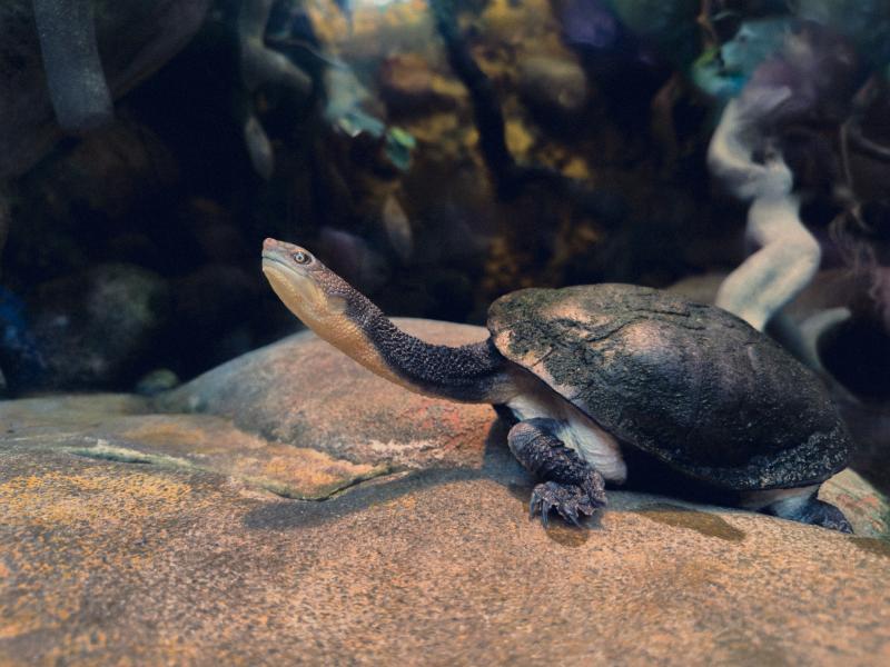 Aquatic Reptiles