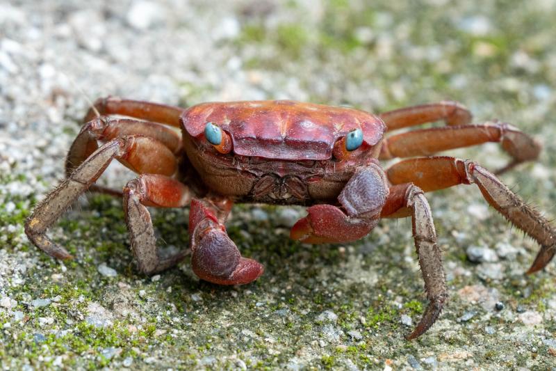 Crustaceans
