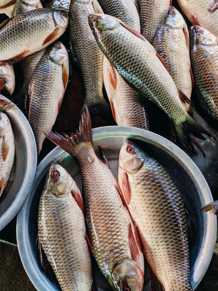 Freshwater Fish