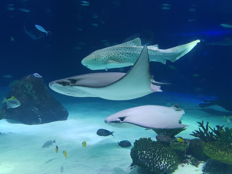 Saltwater Fish