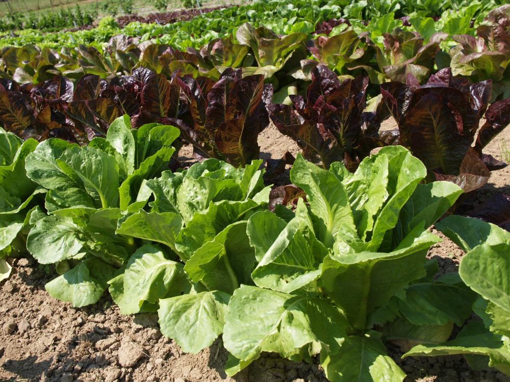 Lettuce, Parris Island Packet