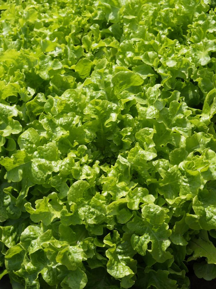 Lettuce, Salad Bowl Packet