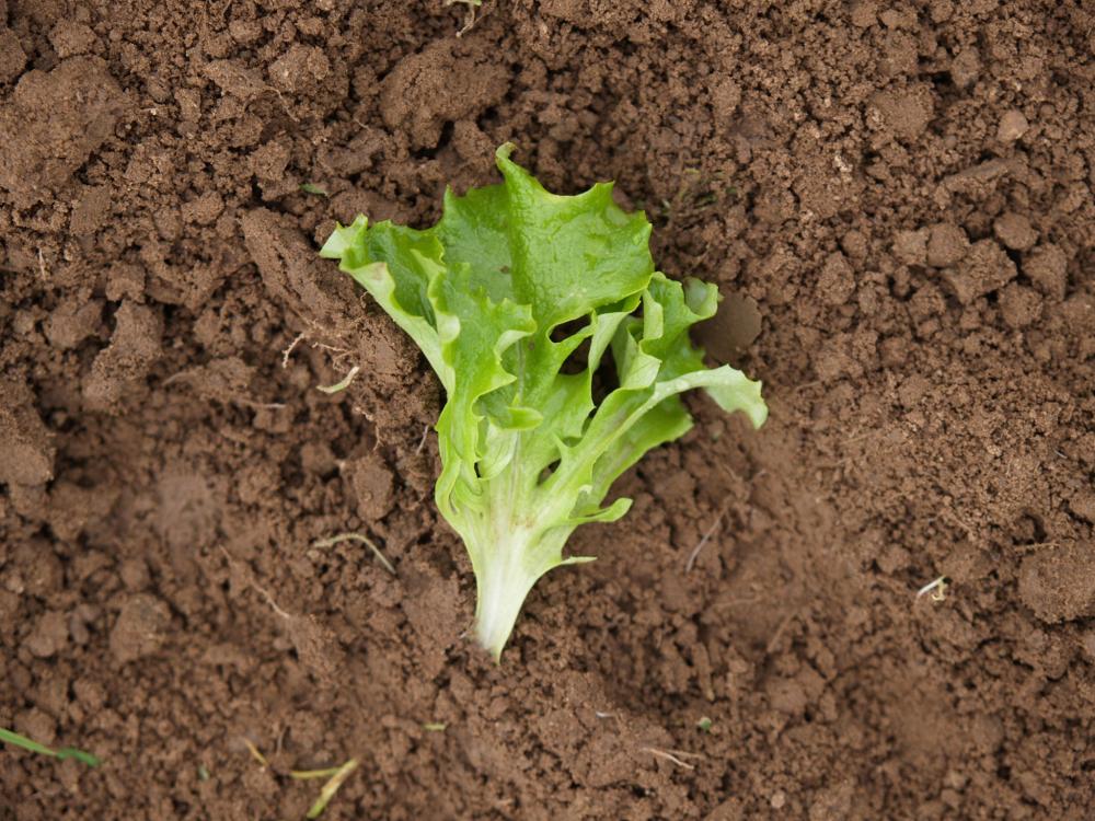 Lettuce, Tango Packet
