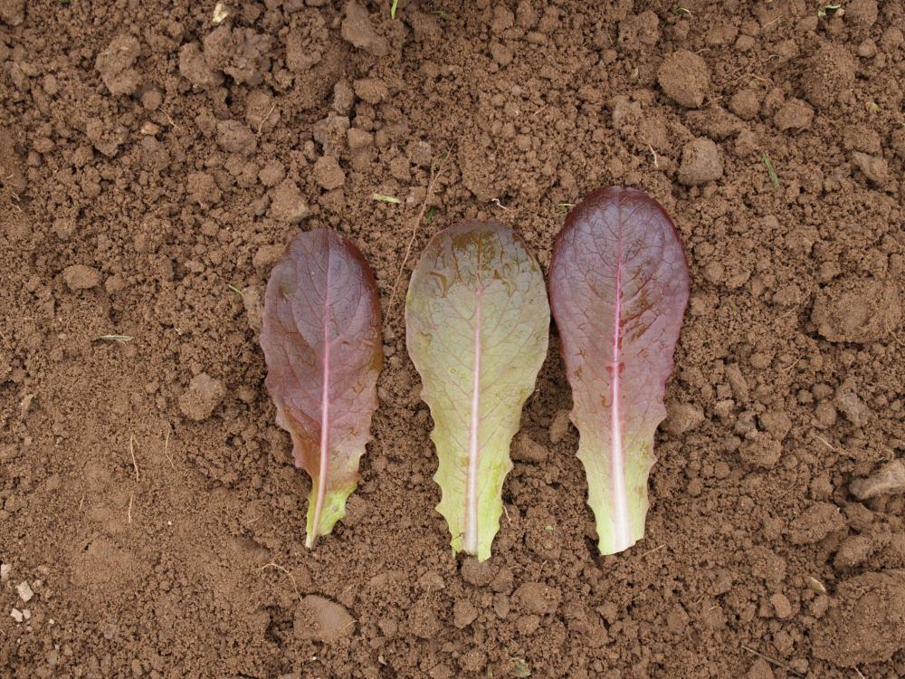 Lettuce, Cimmaron Packet