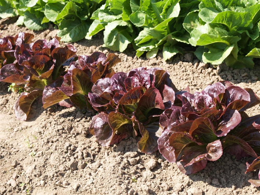 Lettuce, Pomegranate Crunch Organic (Pellet) Packet