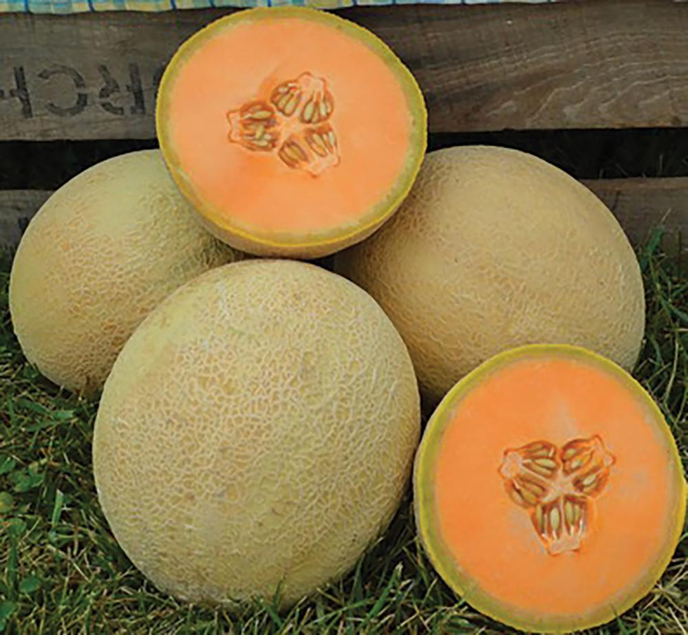 Melons, Goddess Hybrid Packet