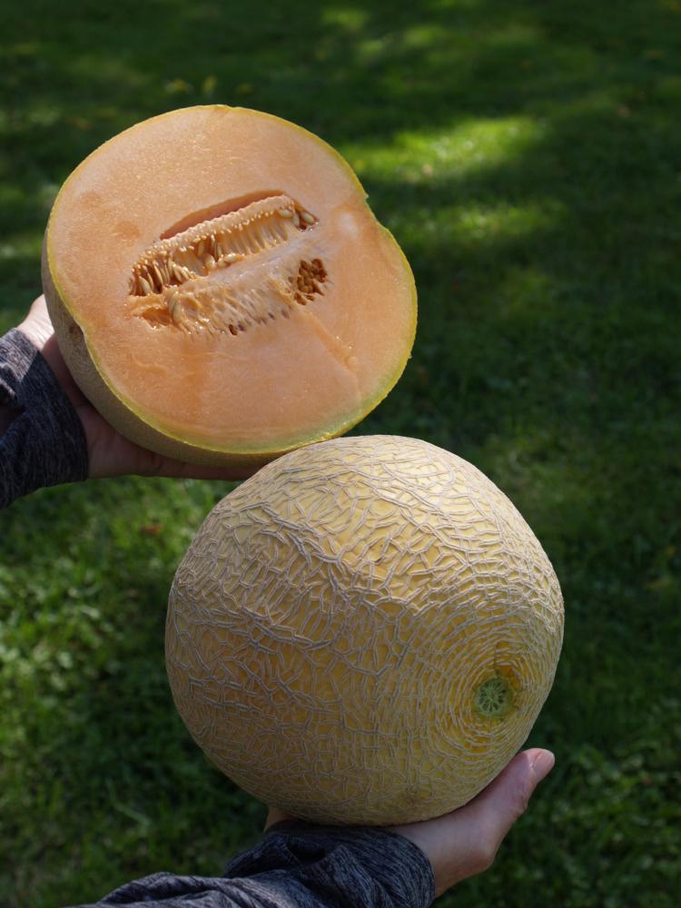 Melons, Divergant Hybrid Organic Packet