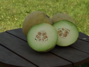 Melons, Diplomat Hybrid Packet