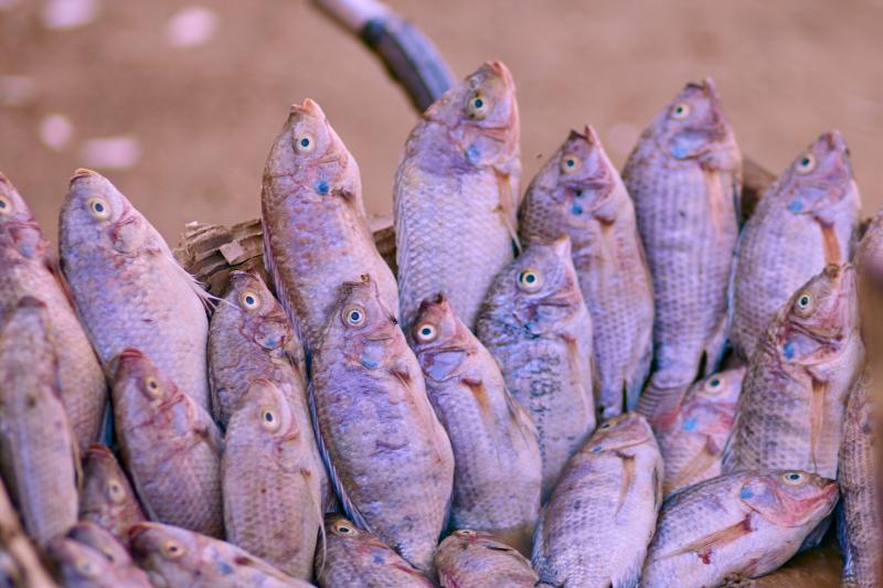 Anadromous Fish