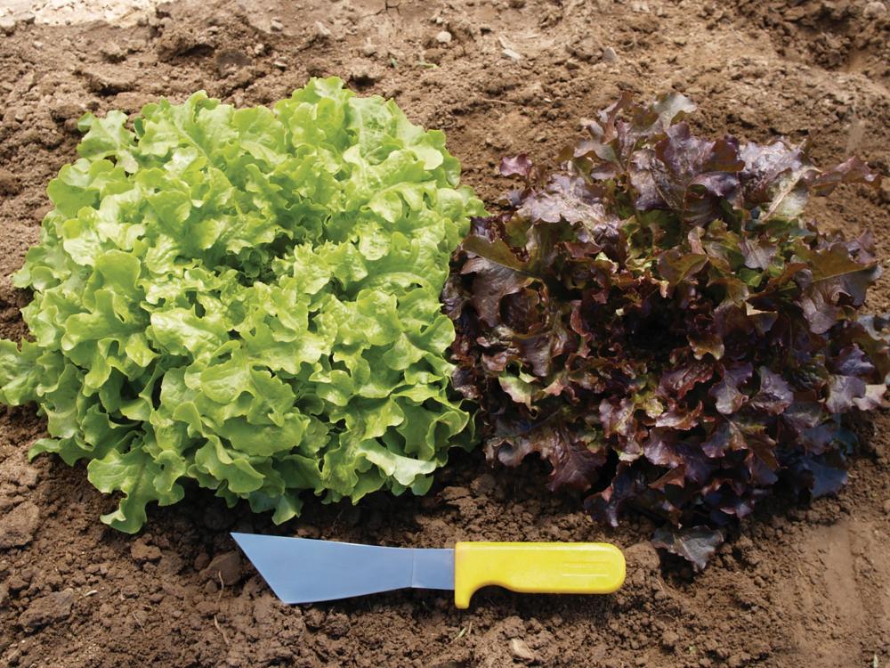 Lettuce, Red Salad Bowl-SE Packet