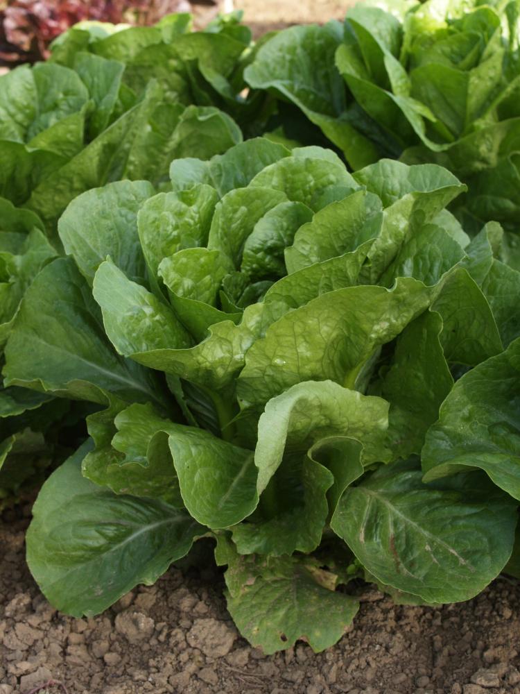 Lettuce, Coastal Star Organic (Pellet) Packet