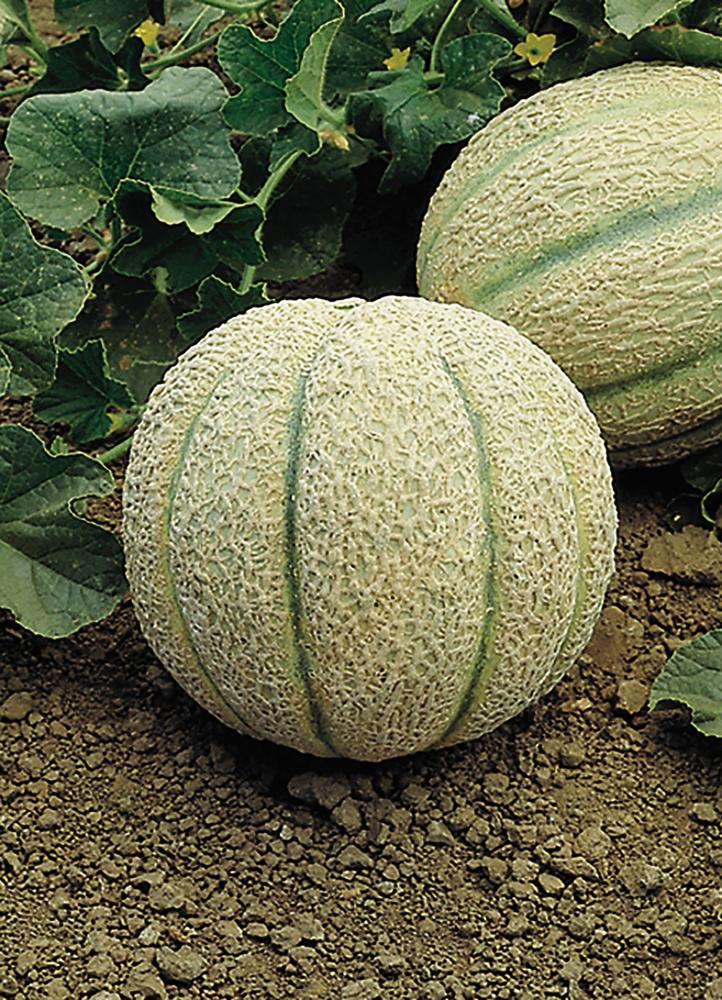 Melons, Halona Hybrid Packet