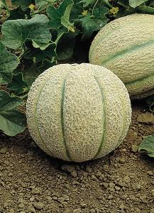 Melons, Halona Hybrid Packet