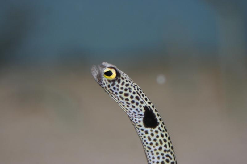 Catadromous Fish (eels)