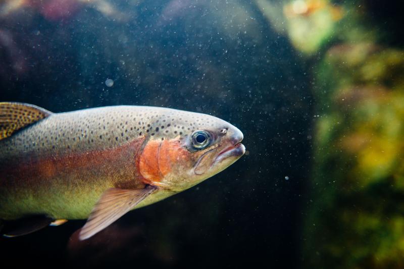 Migratory Fish