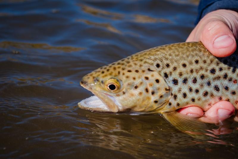Trout