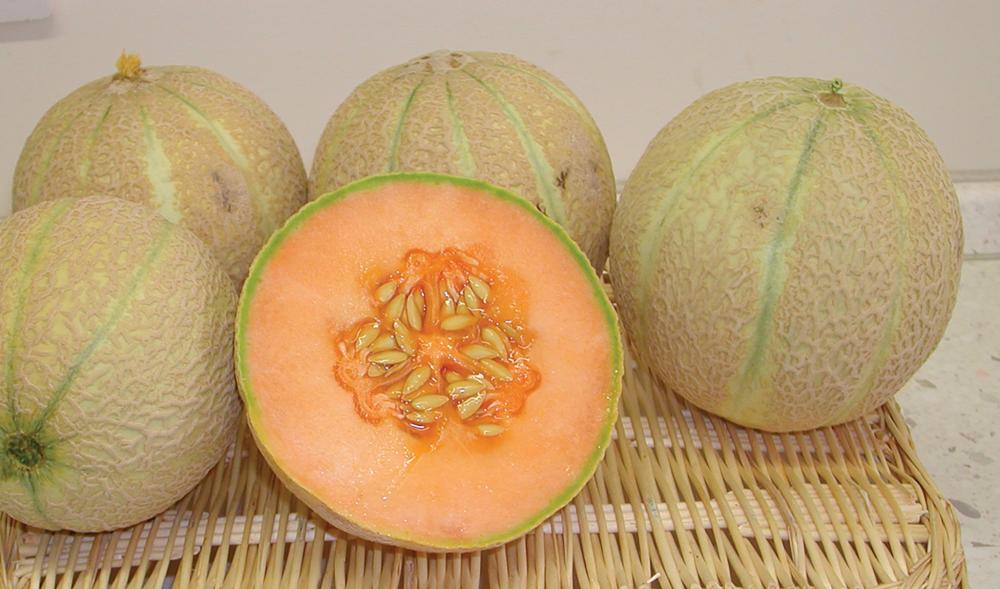 Melons, Sivan Hybrid Organic Packet