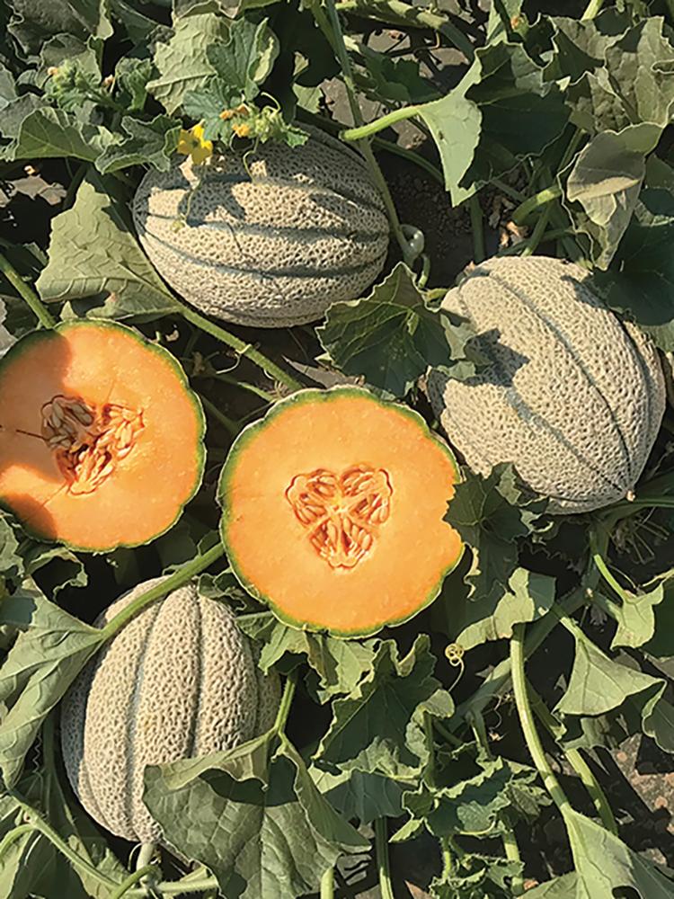 Melons, Iperoine Hybrid Organic Packet