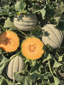 Melons, Iperoine Hybrid Organic Packet