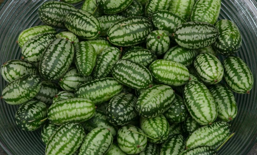 Melon - Cuc, Mouse Melon Packet