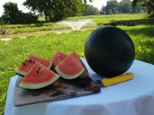 Watermelon, Sugar Baby Packet