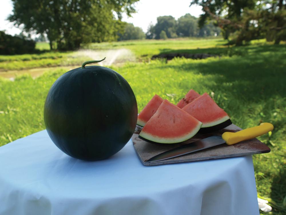 Watermelon, Jade Duchess Hybrid Packet