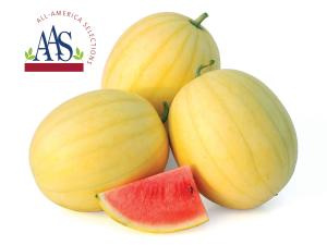 Watermelon, Faerie Hybrid Packet