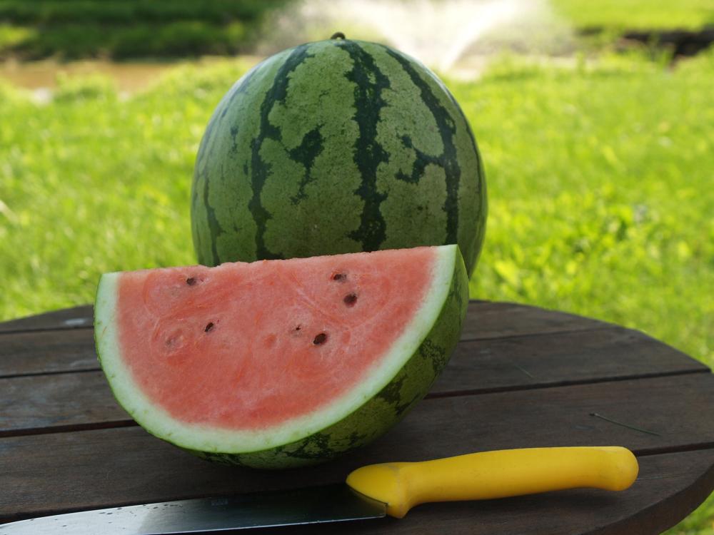 Watermelon, Flower Dragon Hybrid Packet