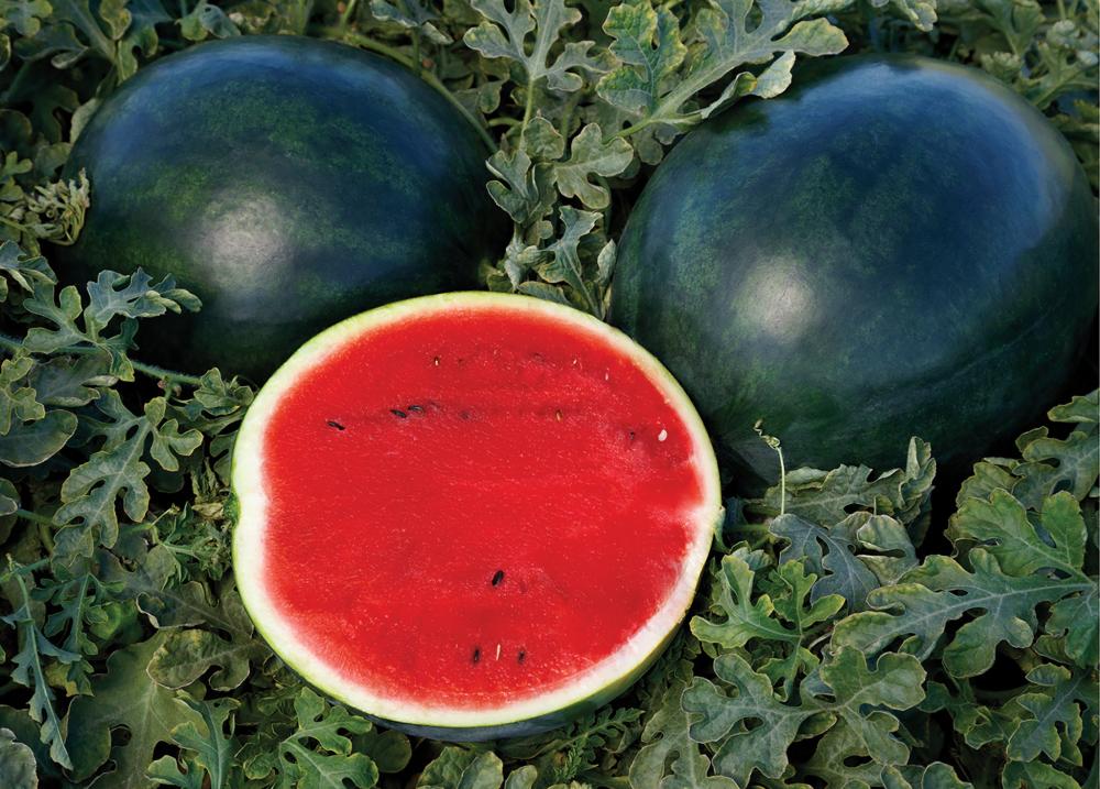 Watermelon, Sweetie Pie Hybrid- SE Packet