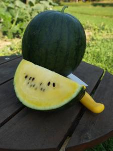 Watermelon, Sureness Hybrid Packet