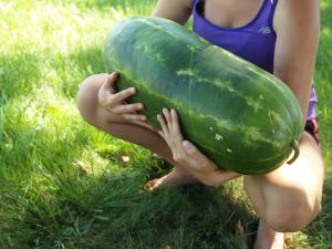 Watermelon, Sangria Hybrid Packet