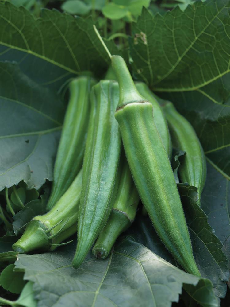 Okra, Jambalaya Hybrid Packet