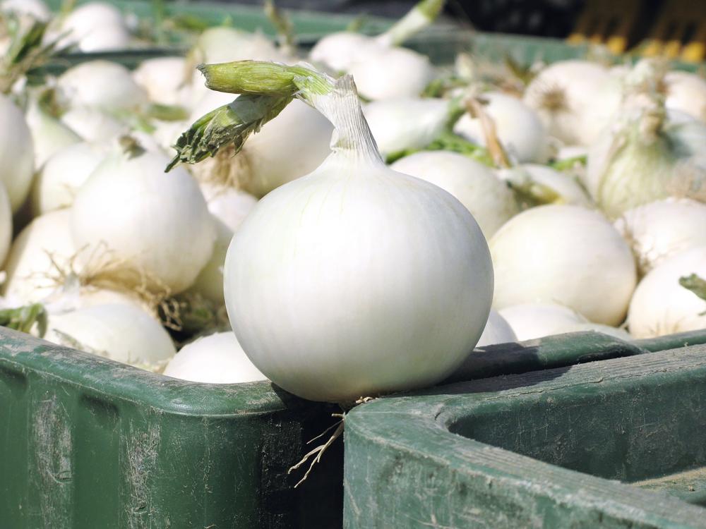 Onions, Sweet White Wing Hybrid Packet
