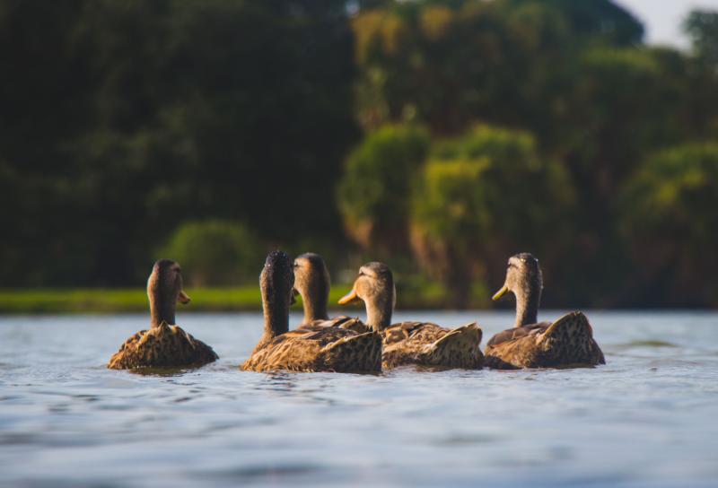 Waterfowl